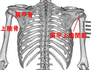 肩 甲 胸郭 関節